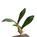 Orchid Leaf