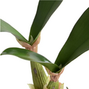 Orchid Leaf