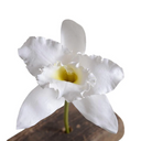 Orchid Stem