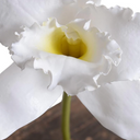 Orchid Stem