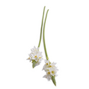 Ornithogalum "Star of Bethlehem"