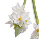 Ornithogalum "Star of Bethlehem"