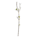 Peach Blossom Branch