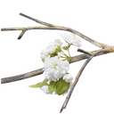Peach Blossom Branch