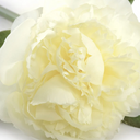 Peony Stem with Leaves