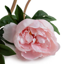 Peony Stem with Leaves