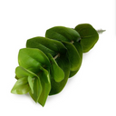 Peperomia Spray