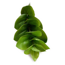 Peperomia Spray