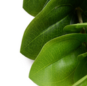 Peperomia Spray
