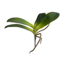 Phalaenopsis Orchid Foliage