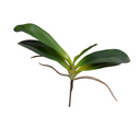 Phalaenopsis Orchid Foliage