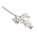 Phalaenopsis Orchid stem