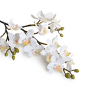 Phalaenopsis Orchid stem