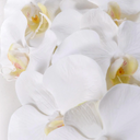 Phalaenopsis Orchid