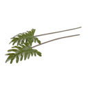 Philodendron Leaf Pick