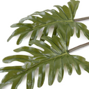 Philodendron Leaf Pick