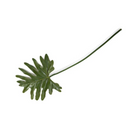 Philodendron Mini Monstera Leaf