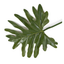 Philodendron Mini Monstera Leaf