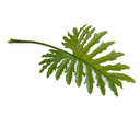 Philodendron Selloum Leaf branch