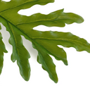 Philodendron Selloum Leaf branch