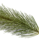 Pine Spray