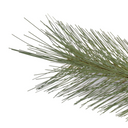Pine Spray