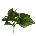 Pothos spray