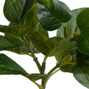 Pothos spray
