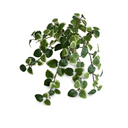 Pumila bush