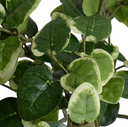 Pumila bush