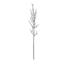 Quince flower branch