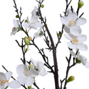 Quince flower branch