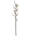 Quince flower branch