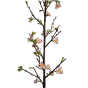 Quince flower branch