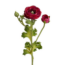 Ranunculus Spray