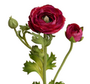 Ranunculus Spray