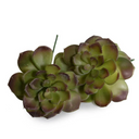 Echeveria Succulent