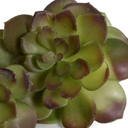 Echeveria Succulent