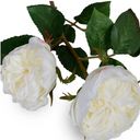 Rose double flower stem