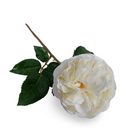 Rose single flower stem