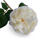 Rose single flower stem
