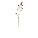 Rosehip Stem