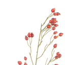 Rosehip Stem