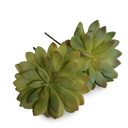 Sedum Succulent