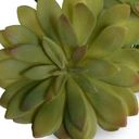 Sedum Succulent