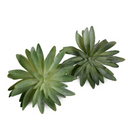 Sedum Succulent