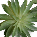 Sedum Succulent