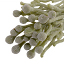 Silver Brunia Pick