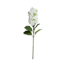 Snowflake Hydrangea Stem