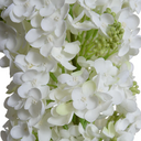 Snowflake Hydrangea Stem